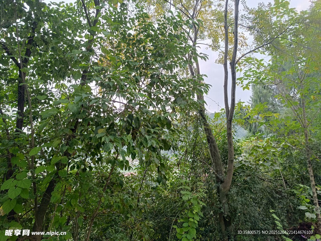 茂密树林绿意盎然