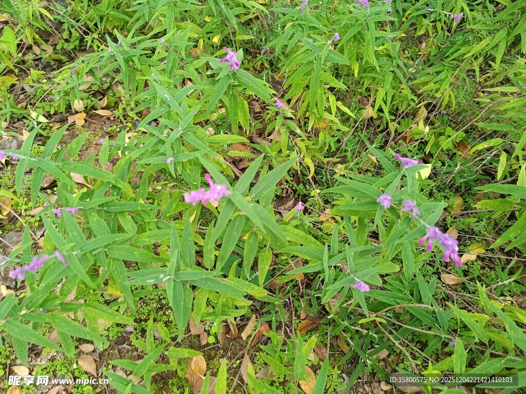 草丛中的紫色小花