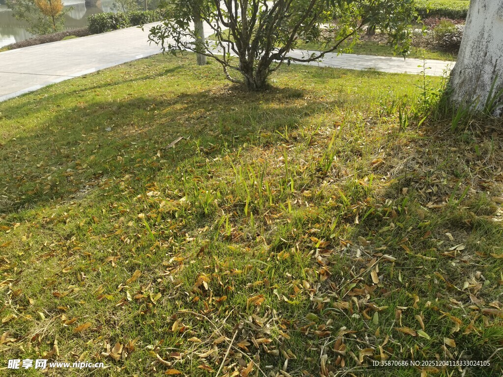 阳光下的草地与树木