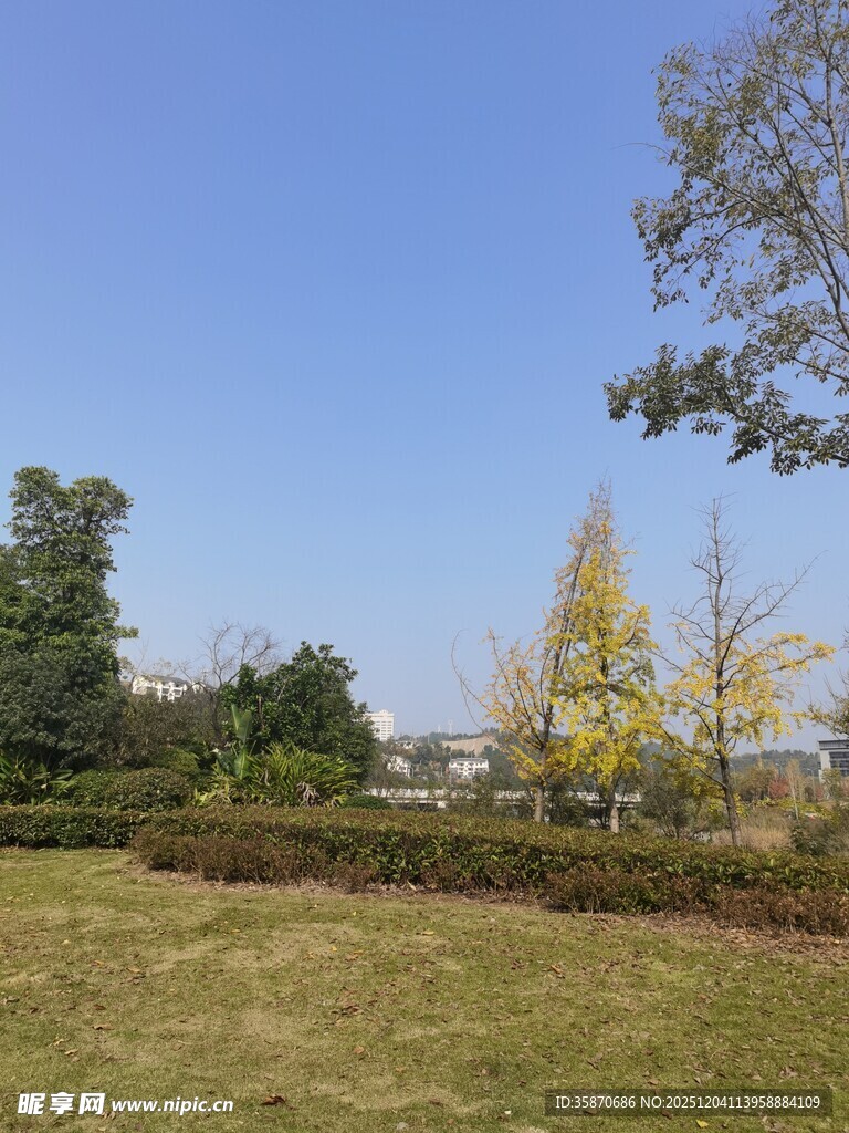 秋日公园草地风景