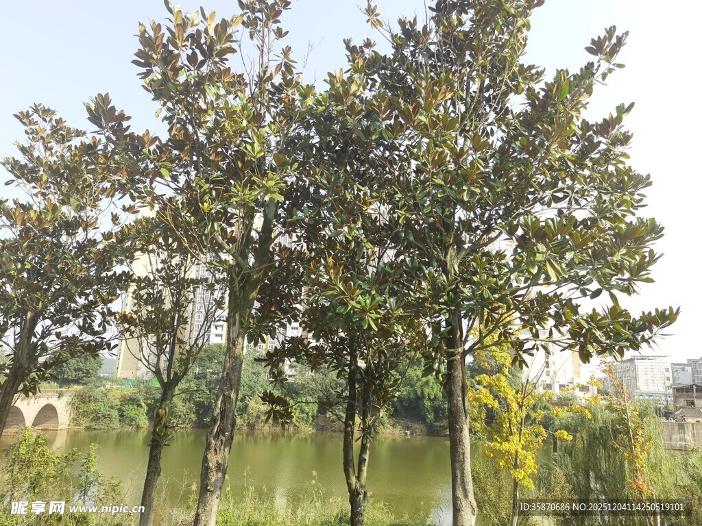 湖畔绿树成荫的自然景致