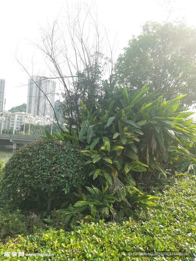 城市中的绿植景观