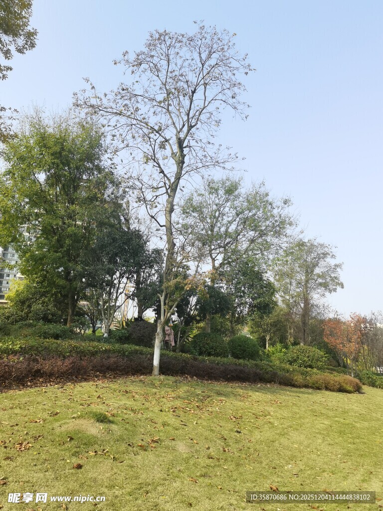 户外草地树木风景图