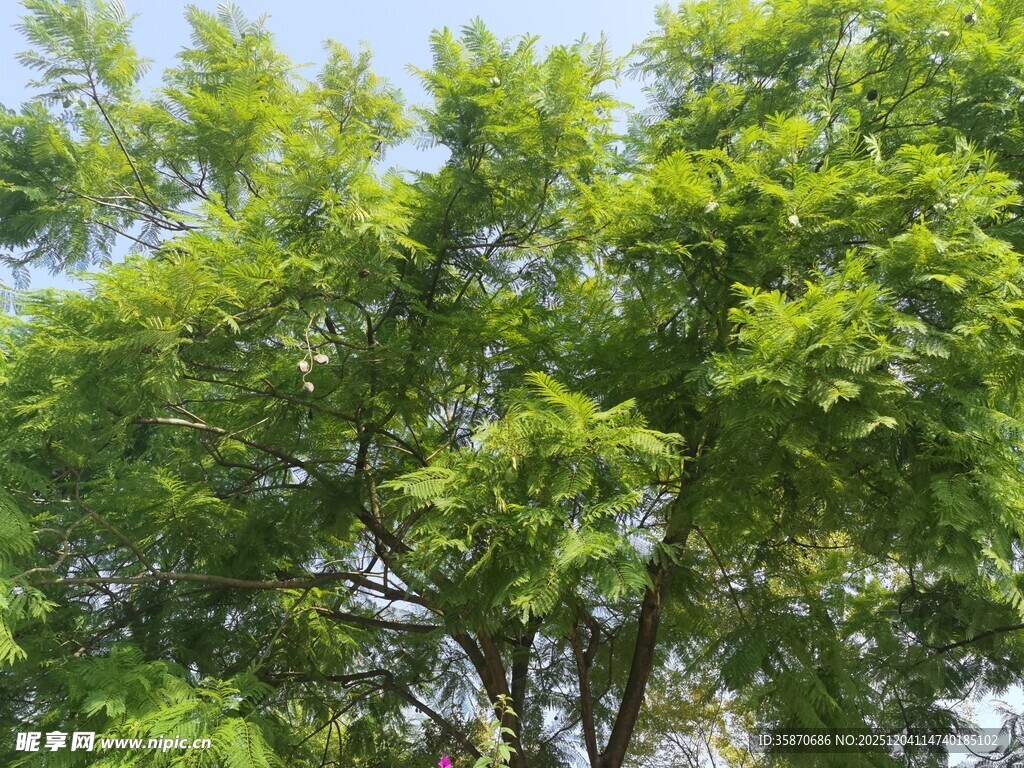 翠绿繁茂的树木