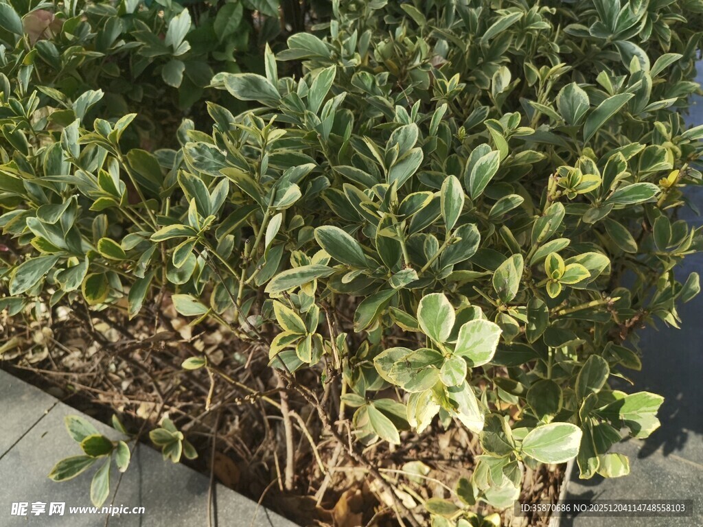 绿叶繁茂的植物景观