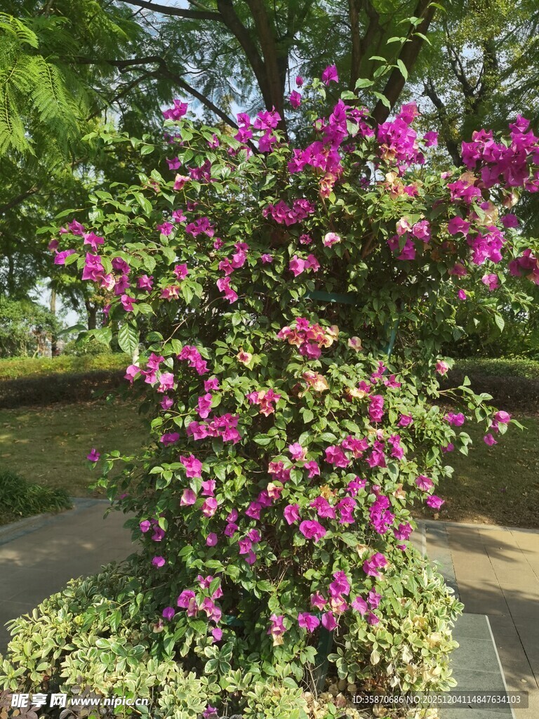 繁花盛开的三角梅景观