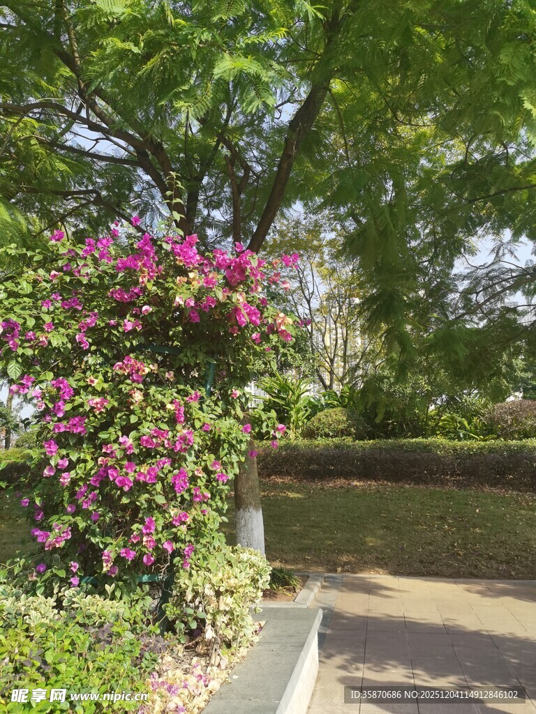 繁花绿树装点的静谧小径