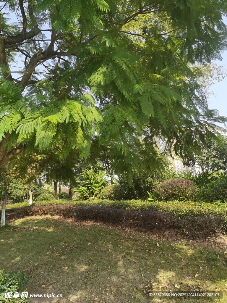 绿意盎然的户外自然景观