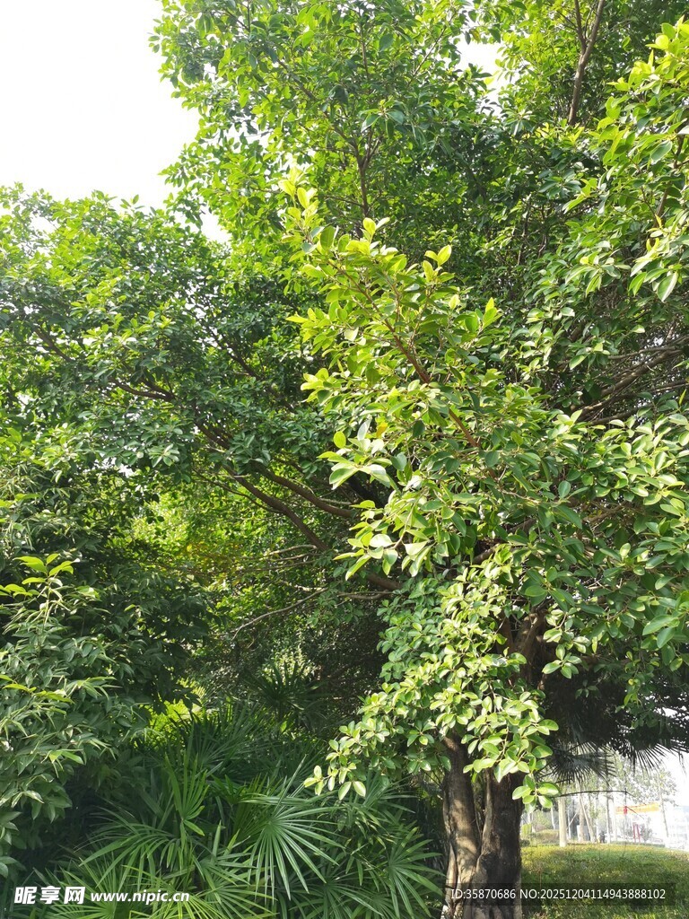 绿叶繁茂的树木景观