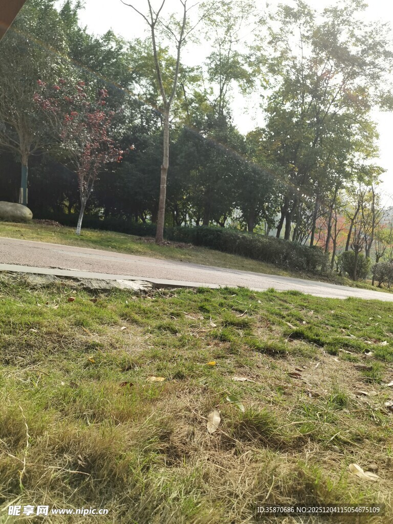 户外草地旁的树木小路