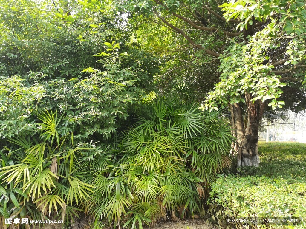 繁茂绿植的自然景致