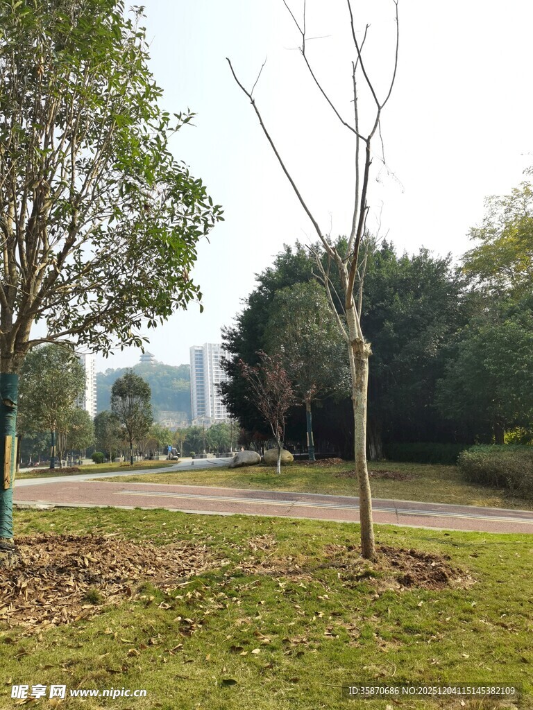 公园草地树木风景图