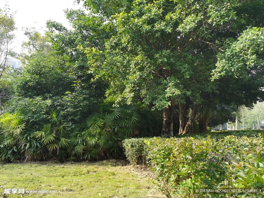 绿意盎然的户外园林景观