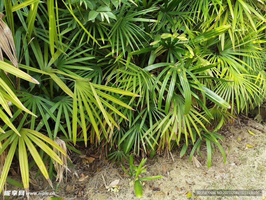 翠绿丛生的热带植物景观