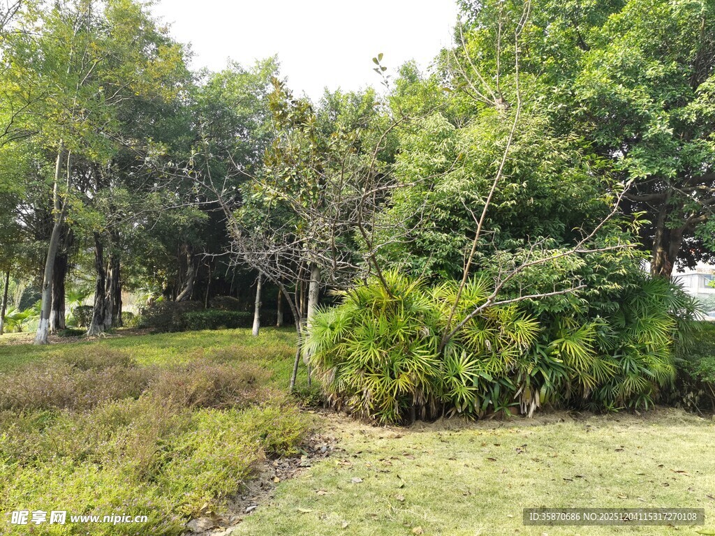 绿意盎然的户外自然景观