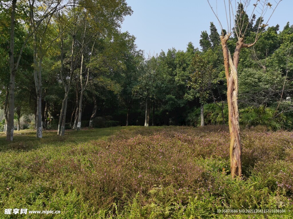 林间草地枯树自然景象
