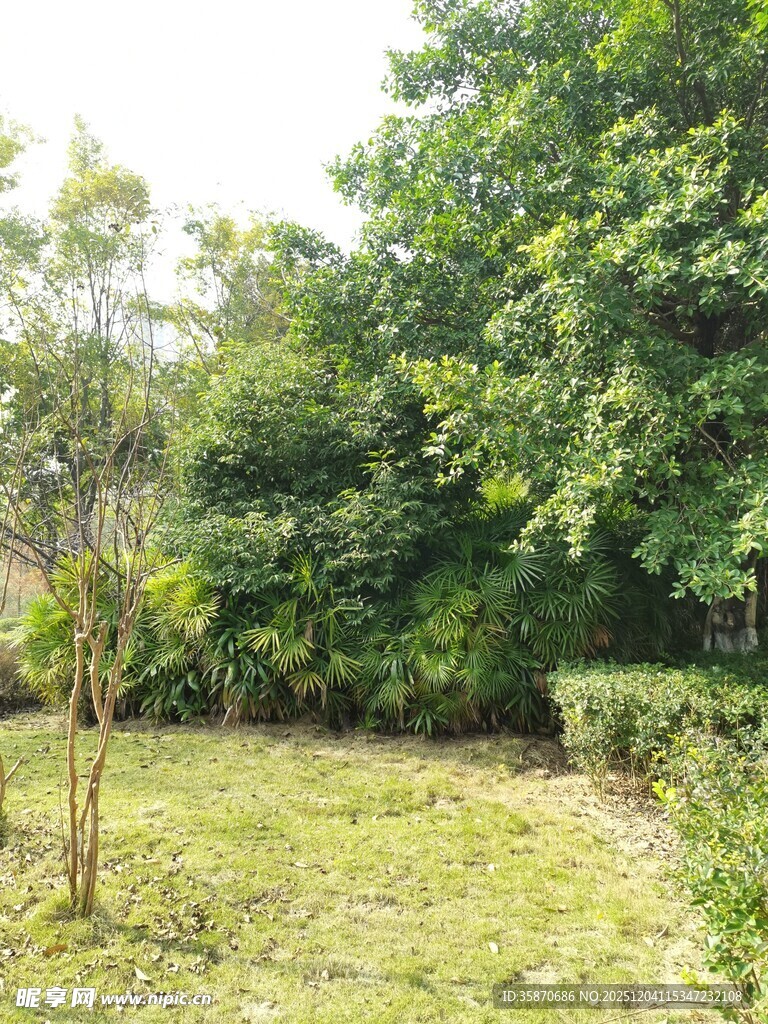 绿意盎然的户外庭院景观