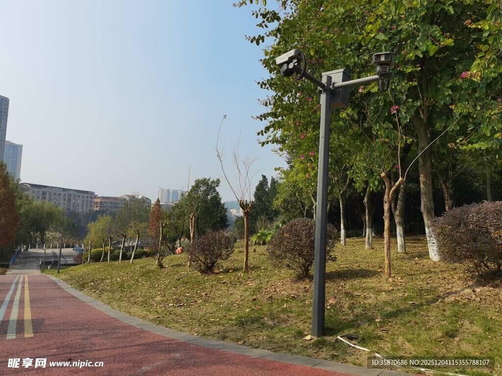 校园林荫小道风景