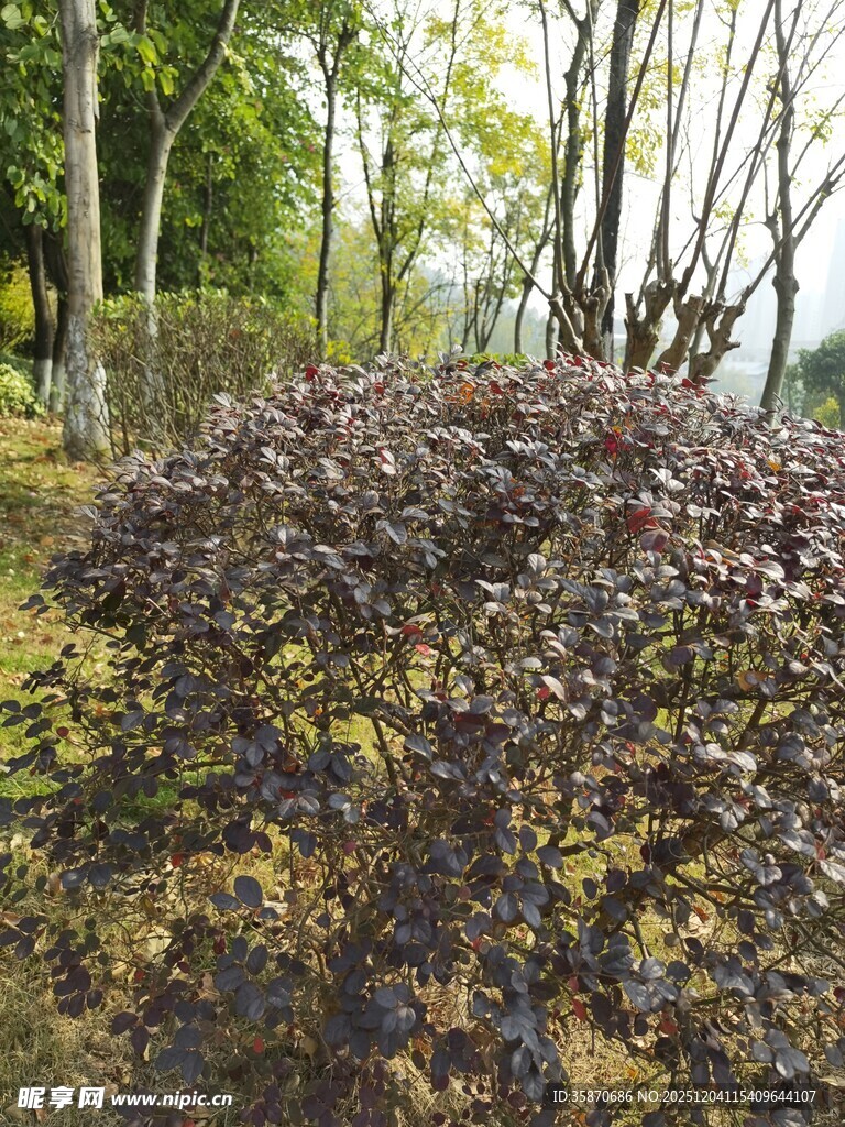 林间紫叶植物景观