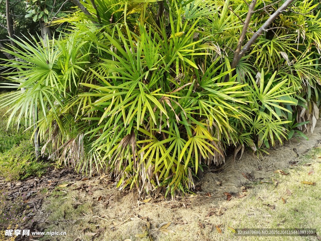 翠绿丛生的观赏绿植