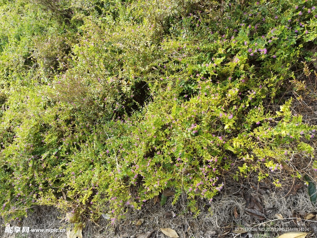 野外繁茂绿植景象