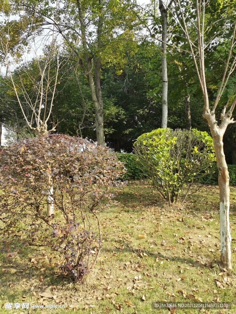 户外园林景观绿植场景