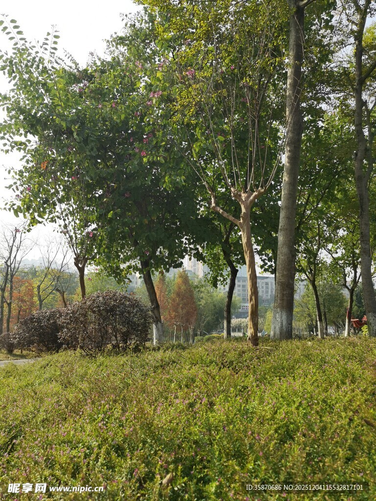 户外绿意盎然的自然景致