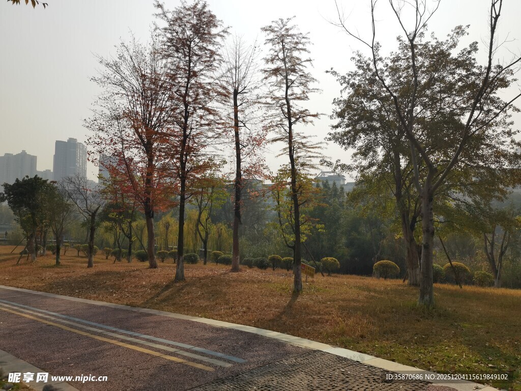 秋日路旁树木景致