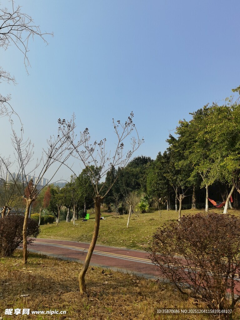 郊外静谧小路与葱郁绿树