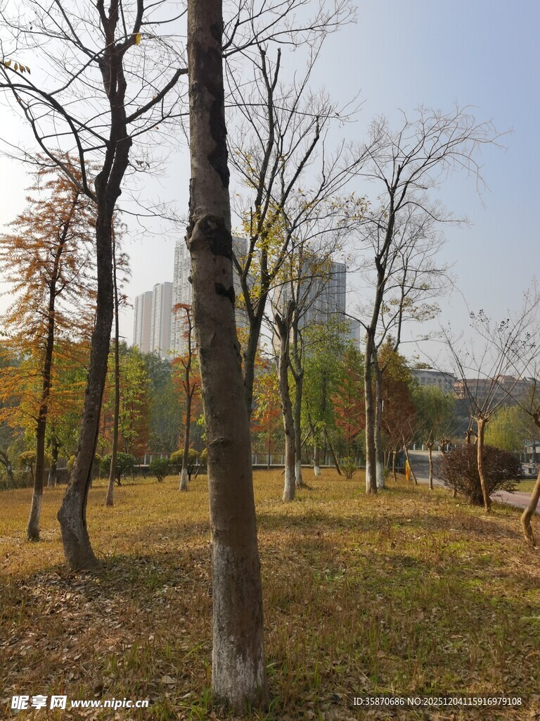 秋日公园树林静谧景象