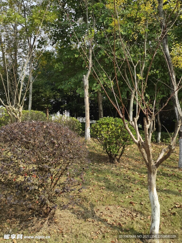 户外绿意盎然的树木景观