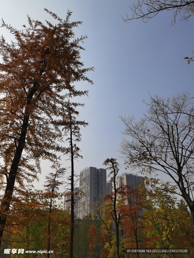 秋日城市中的树木景观