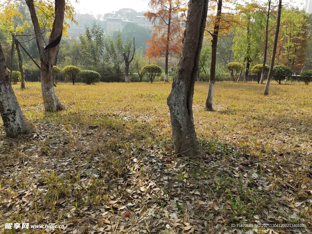 秋日林间草地风景