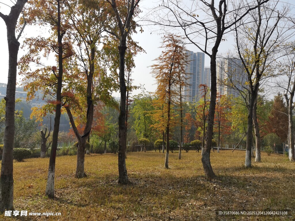 秋日公园树林景观