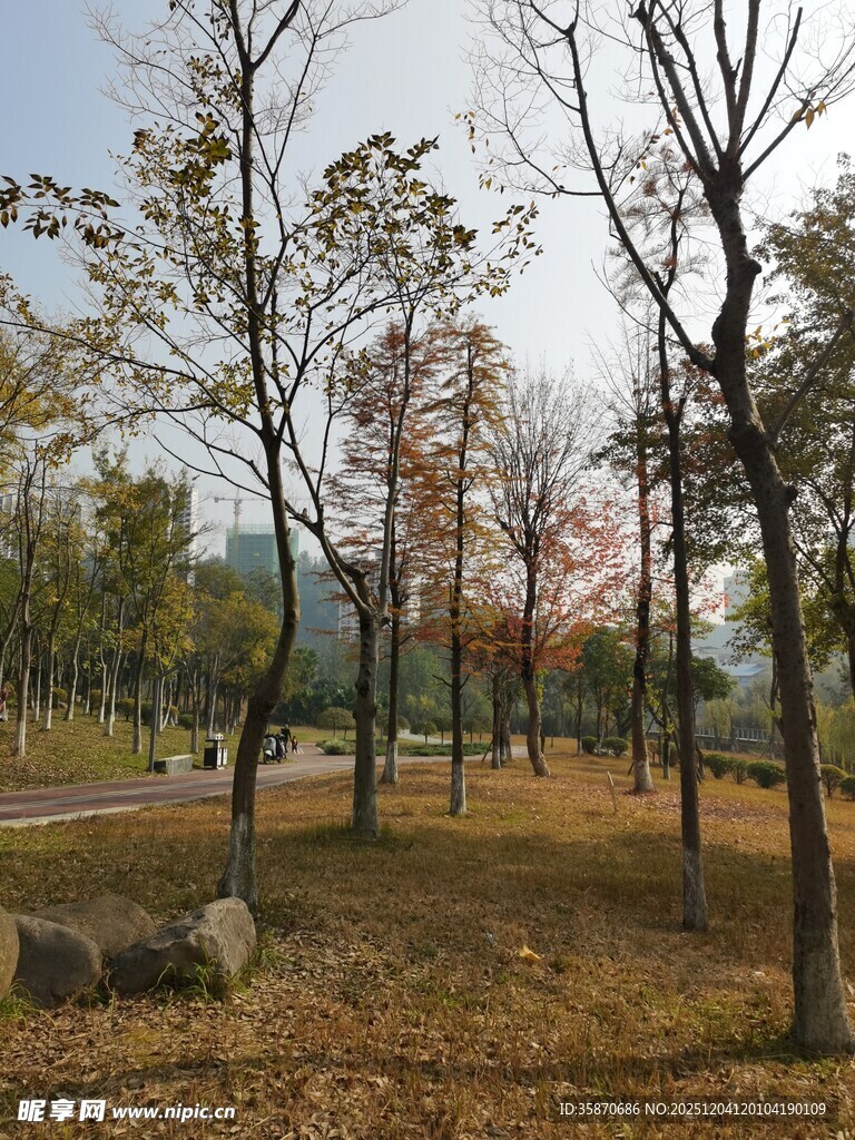 秋日公园树林风景