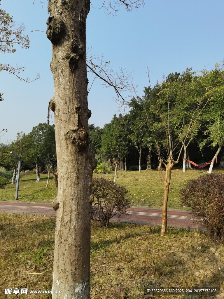 公园中一棵斑驳的树干