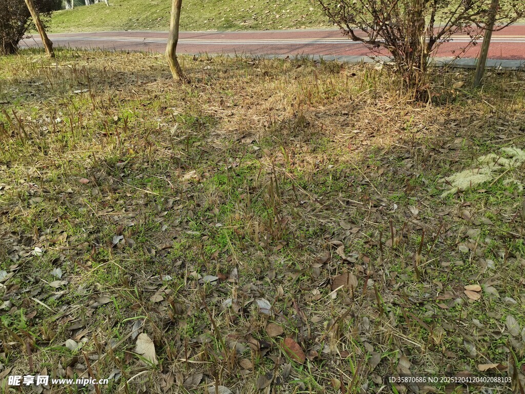 户外草地与路旁植物景观
