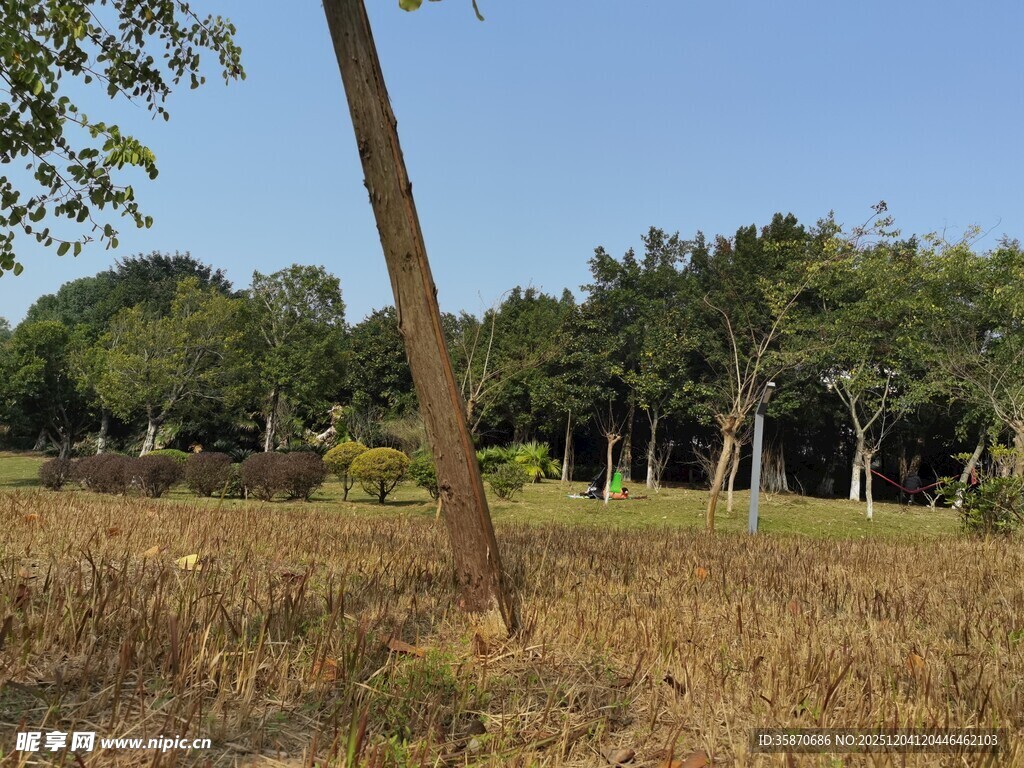 野外草地树木风景图