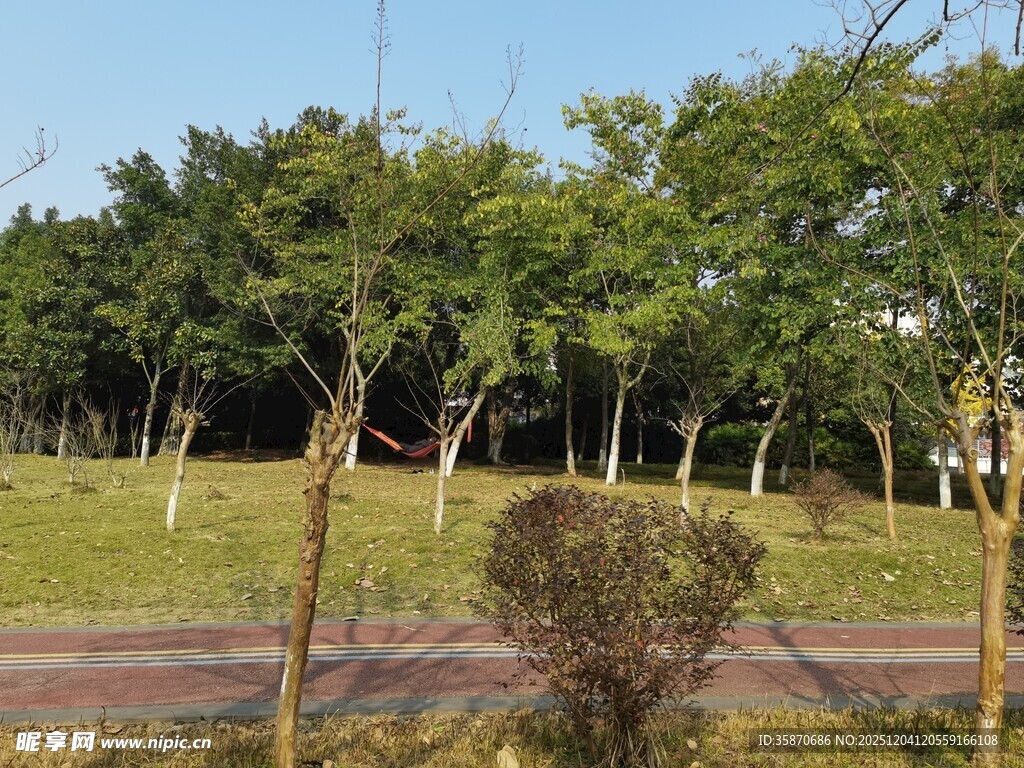 路边绿树成荫的景致