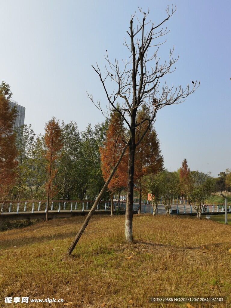 秋日旷野中的孤树立于草地