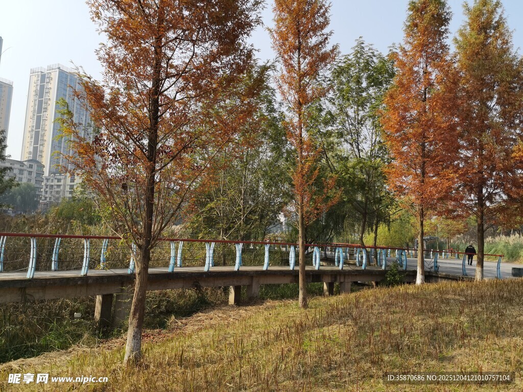 秋日公园树木与桥梁景致