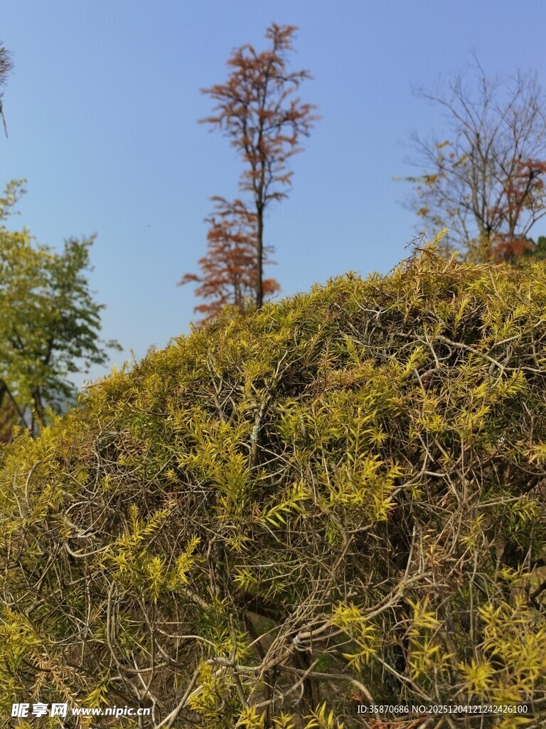 山坡上的多彩树木景观