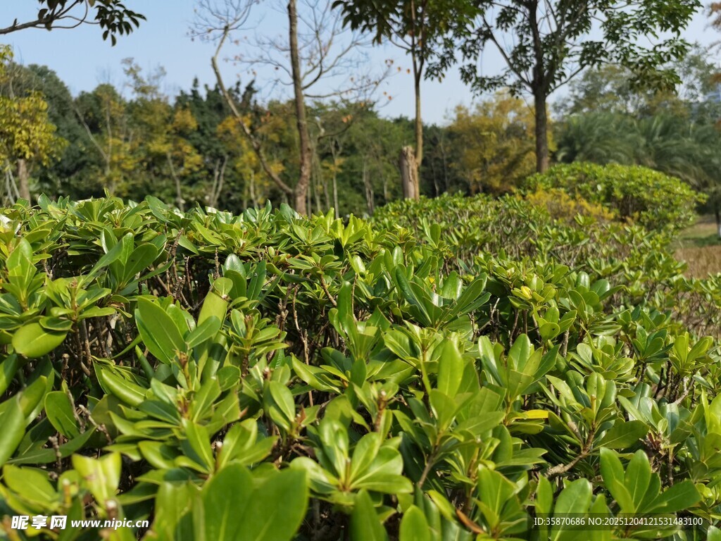 绿意盎然的植物景观