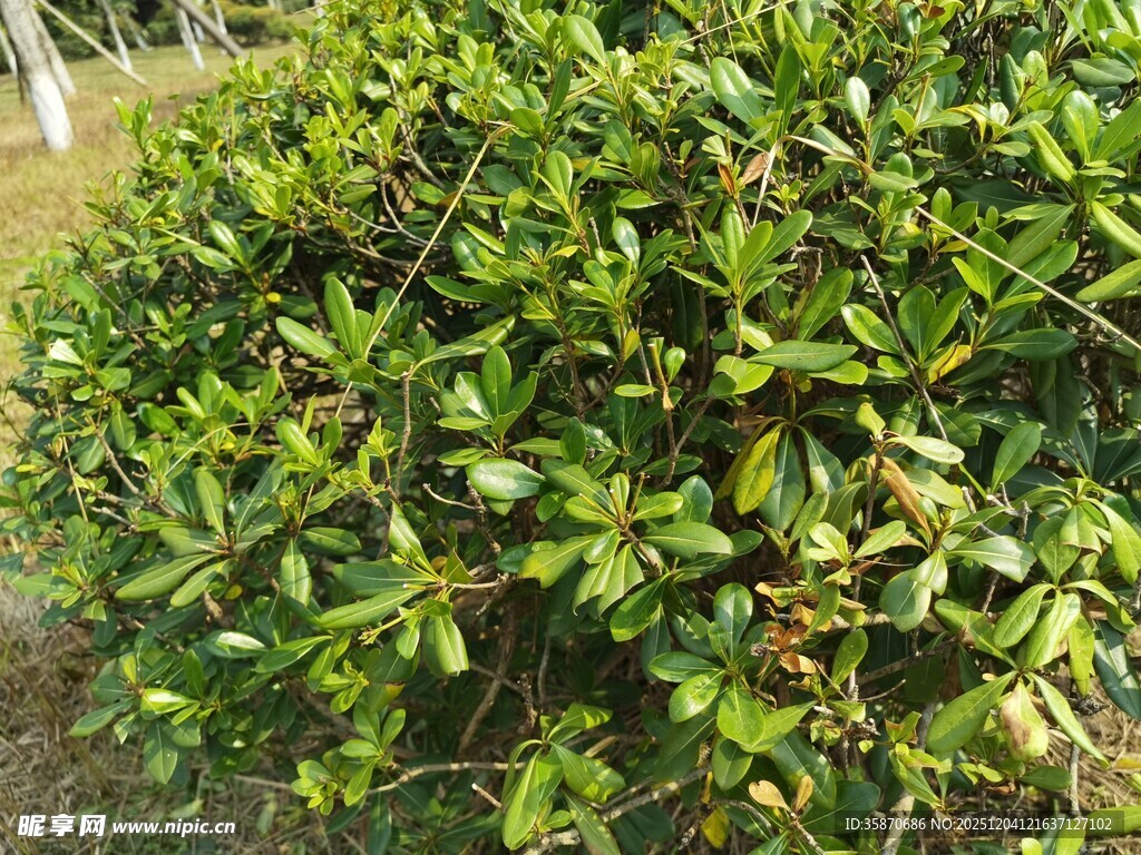 绿叶繁茂的灌木丛