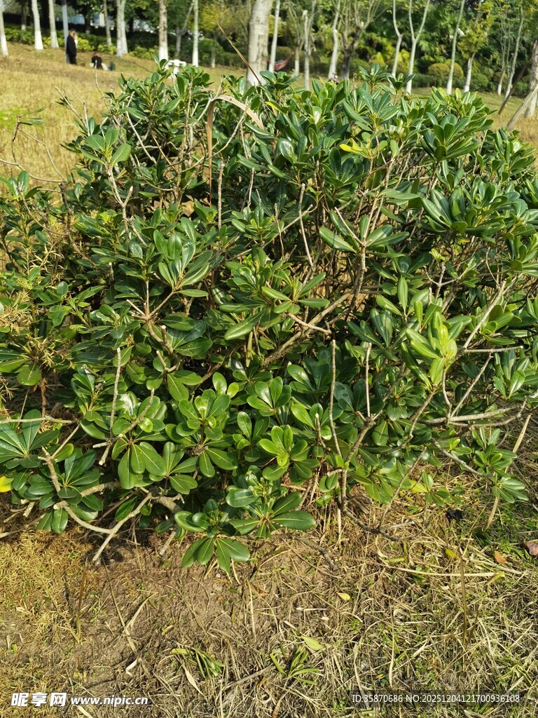 茂盛绿植灌木丛景观