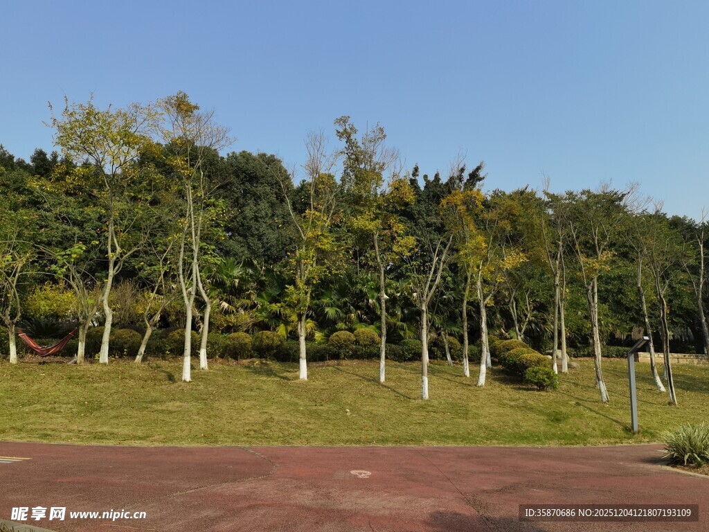 林间红地清新自然景致