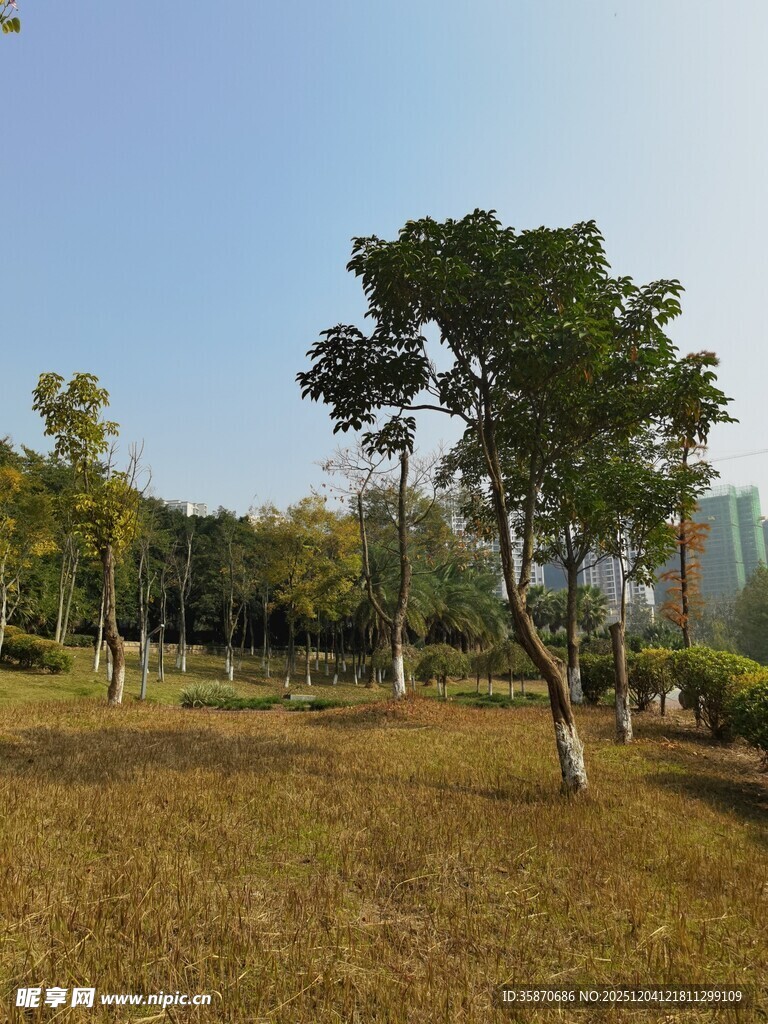 秋日公园草地树木景致