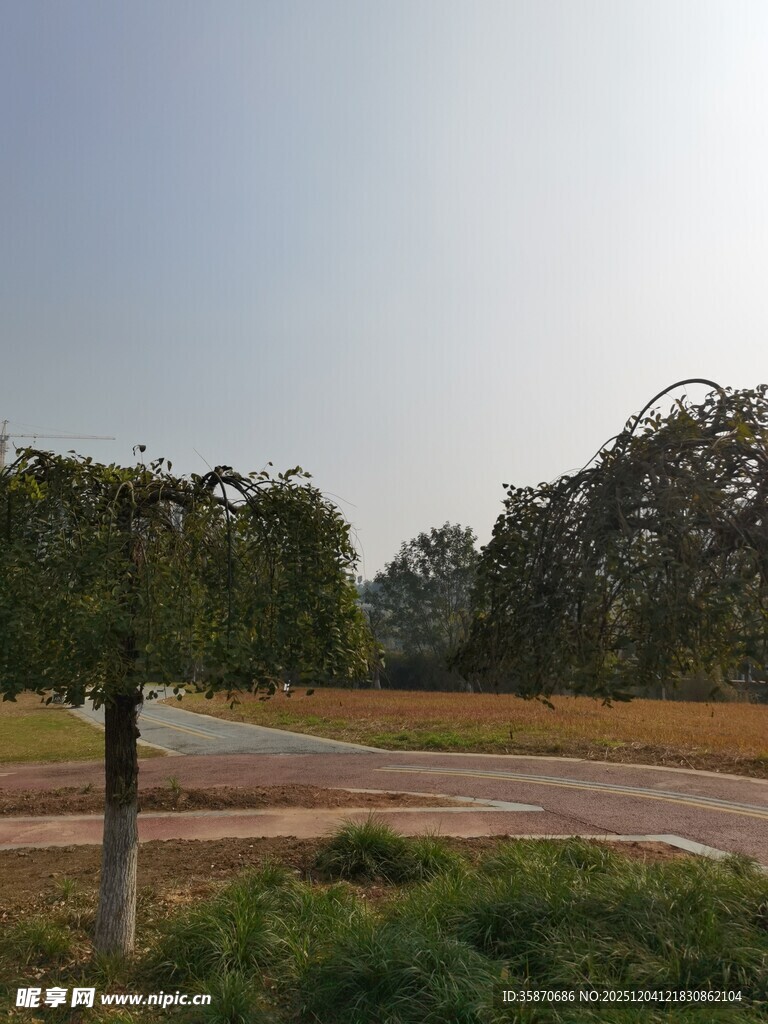 乡村田野间的宁静道路