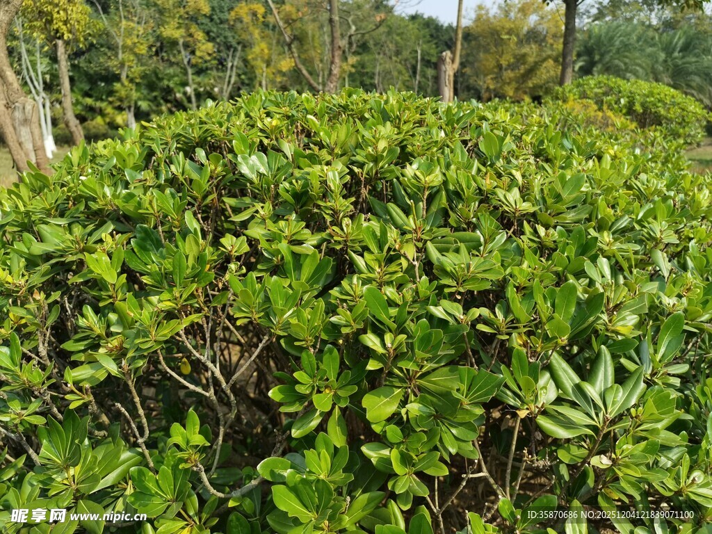 茂密绿植灌木丛景观