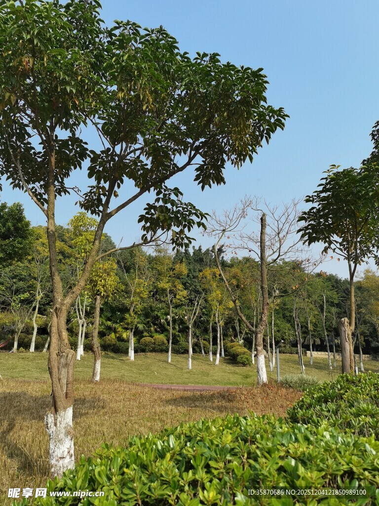 林间绿地树木葱郁之景